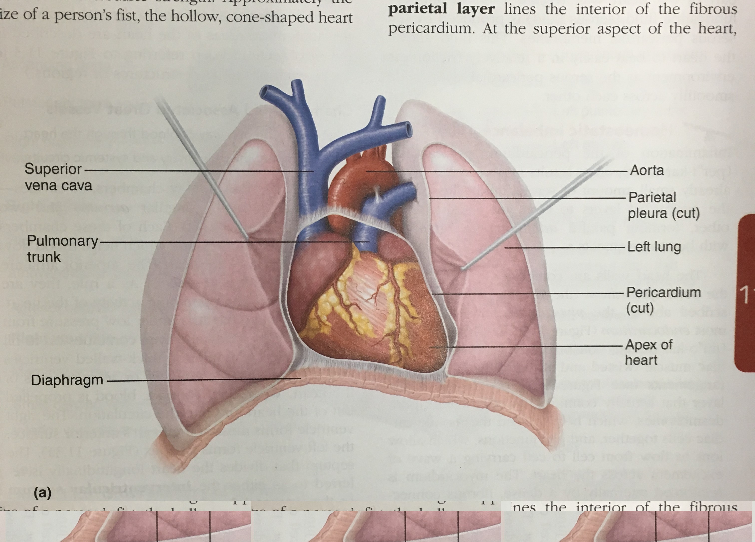 Heart Diagrams For Friday S Quiz December 9th Anatomy